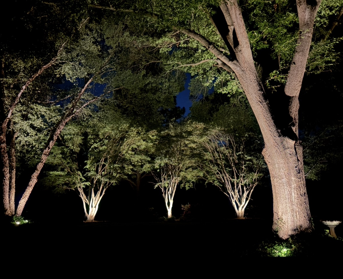 Backyard tree lighting