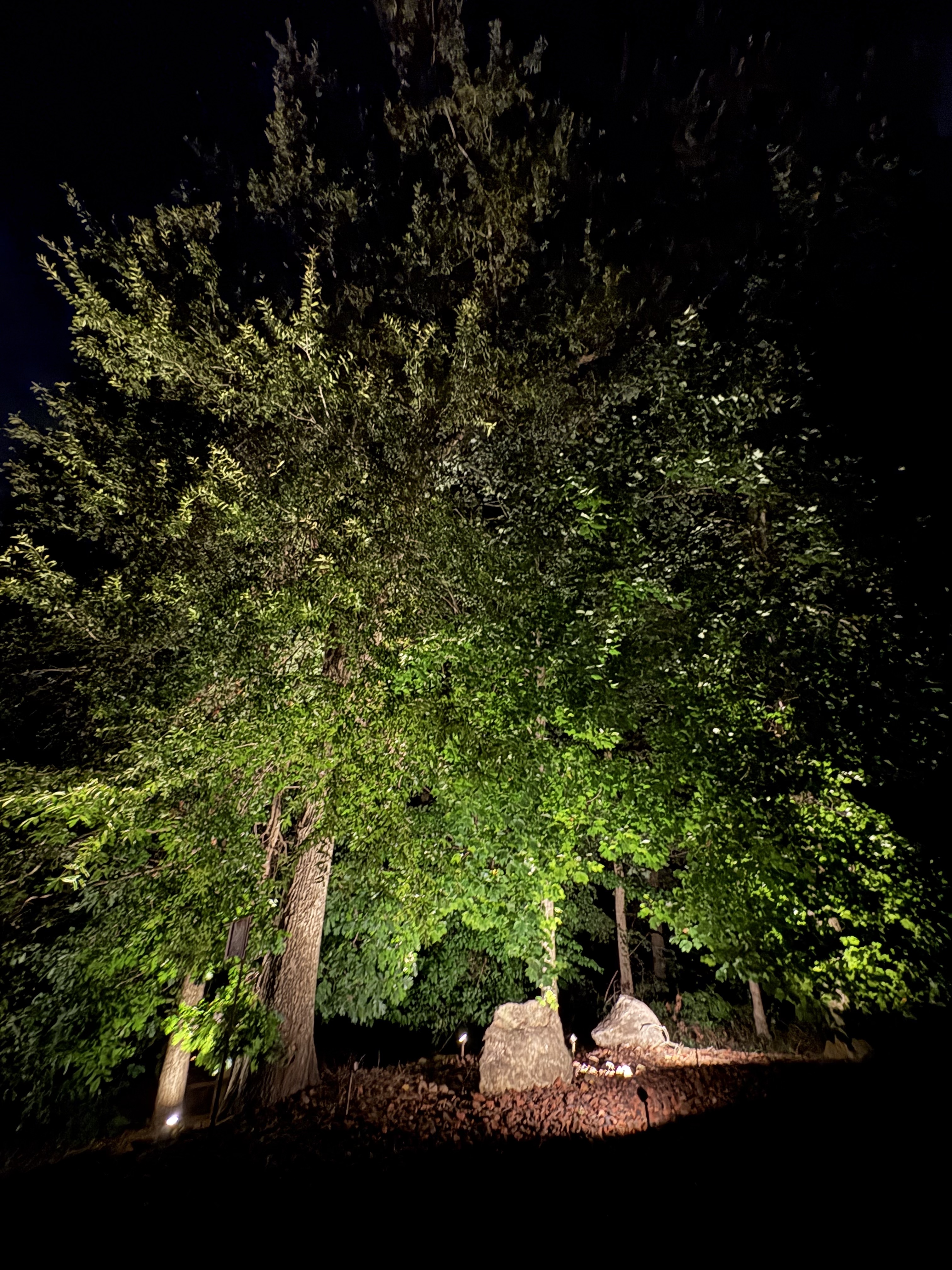 Forest glow lighting