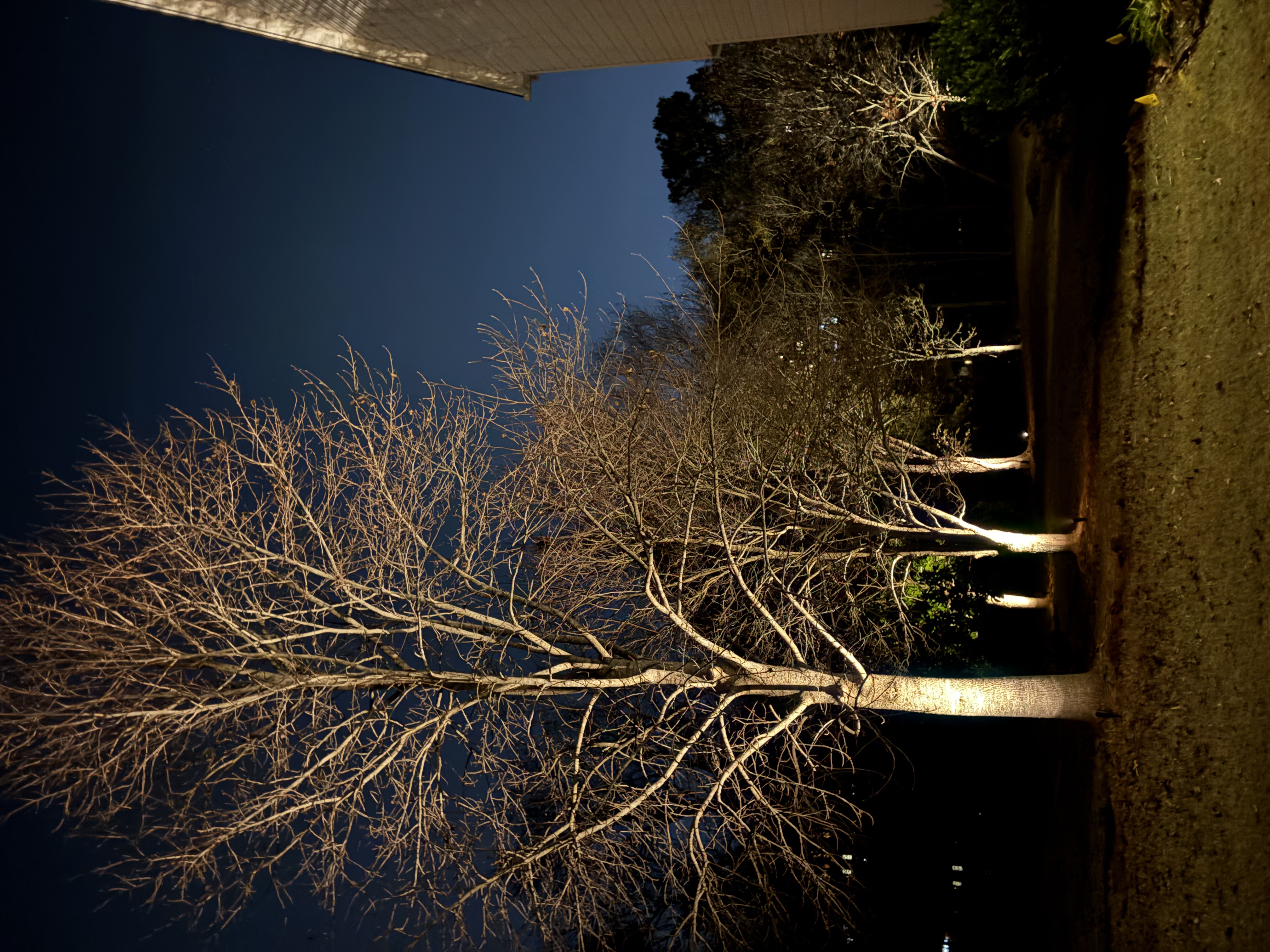Tree lighting example