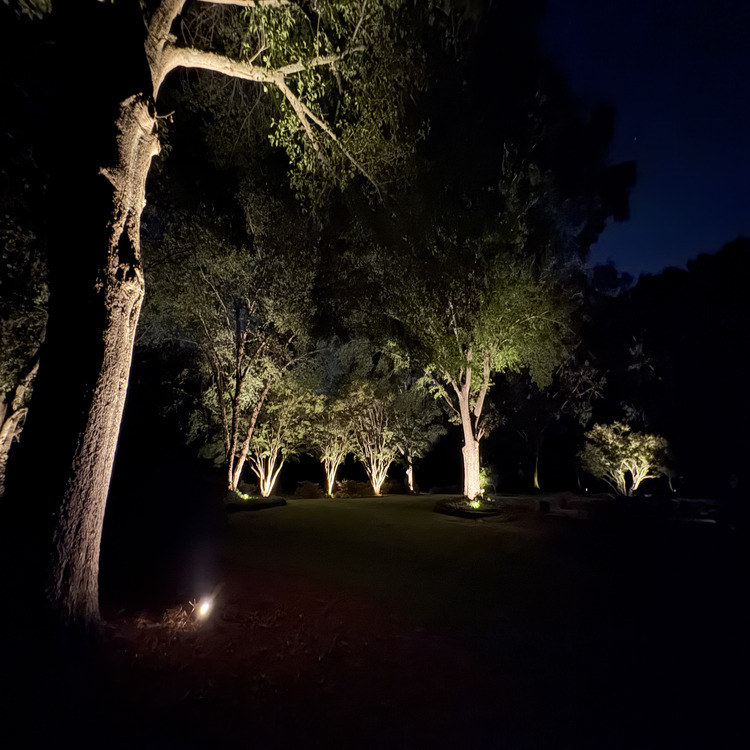 richs backyard trees #1